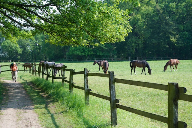 69. Paarden