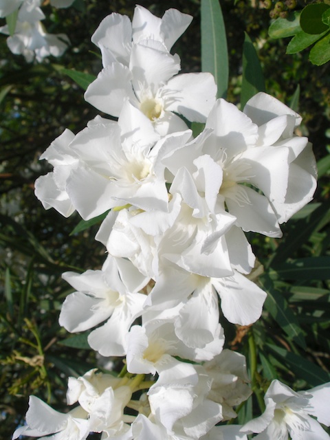 391. Oleander