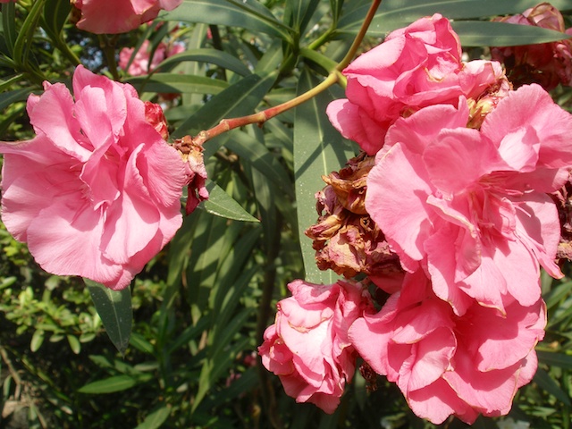 392. Oleander