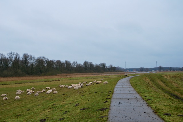 69. Grasdijk